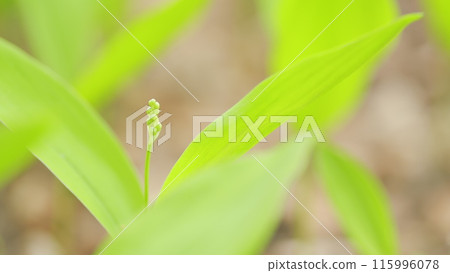 Spring green background with nature in the forest. Land of lily of valley in early spring. Close up. Spring green background with nature in the forest. Land of lily of valley in early spring. Close up. 115996078