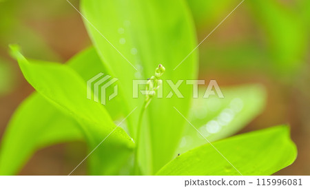 Green grass in spring. Forest spring lilies of the valley with young buds. Nature texture. Close up. 115996081