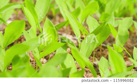 Lily of the valley in spring forest. Dynamic white blossoms in sunlight. Close up. 115996082