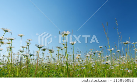 Wind sways chamomile flowers in the meadow. Botanical view of chamomile flowers. Low angle view. 115996098