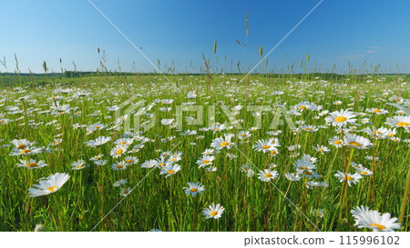 Blooming white wildflowers camomiles with panoramic view. Green field with chamomiles on background of hills under a clear sky. Wide shot. 115996102