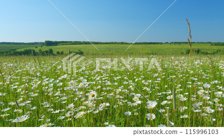 Panorama chamomile field. Romantic summer rural landscape. Field of daisies and perfect sky. Wide shot. 115996103