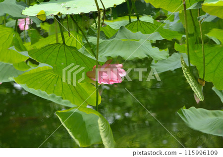 Beautiful primitive lotus flowers at Nakajuku Historical Park in Oka, Fukaya City, Saitama Prefecture Beautiful primitive lotus flowers at Nakajuku Historical Park in Oka, Fukaya City, Saitama Prefecture 115996109