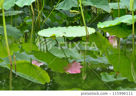 Beautiful primitive lotus flowers at Nakajuku Historical Park in Oka, Fukaya City, Saitama Prefecture Beautiful primitive lotus flowers at Nakajuku Historical Park in Oka, Fukaya City, Saitama Prefecture 115996111