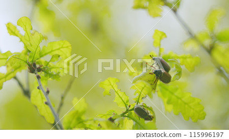 Chafer on oak leaves are eating young leaves. Maybug sits on the oak leaves. Close up. 115996197