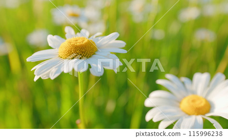 Blooming camomile in the green field. Flowering and collection of medicinal plants. Macro view. Blooming camomile in the green field. Flowering and collection of medicinal plants. Macro view. 115996238