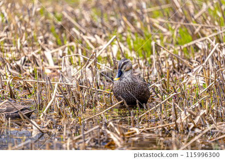 水邊的輕鴨~北國的春天~ 水邊的輕鴨~北國的春天~ 115996300