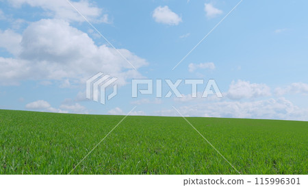 Young sprouts of winter wheat of grain crops. Future crop growth. Pan. 115996301