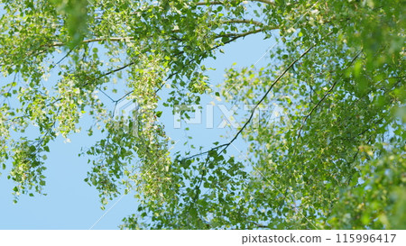 Branch of a birch tree. World environment day. Summer birch catkins on branch without leaves. Slow motion. Branch of a birch tree. World environment day. Summer birch catkins on branch without leaves. Slow motion. 115996417