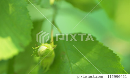 Hazelnut or corylus avellana. Hazelnut tree swaying on the summer breeze. Slow motion. Hazelnut or corylus avellana. Hazelnut tree swaying on the summer breeze. Slow motion. 115996431