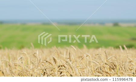 Ripe ears wheat. Golden wheat field over blue sky at summer day. Bright ripe cereal ears. Slow motion. Ripe ears wheat. Golden wheat field over blue sky at summer day. Bright ripe cereal ears. Slow motion. 115996476