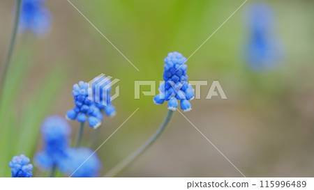 Blue spring flowers. Blue muscari flowers in nature. Muscari ornamental springtime flowers in bloom. Rack focus. 115996489