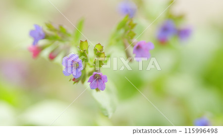 Pink and purple forest flowers of the lungwort, Pulmonaria officinalis. Close up. Pink and purple forest flowers of the lungwort, Pulmonaria officinalis. Close up. 115996498