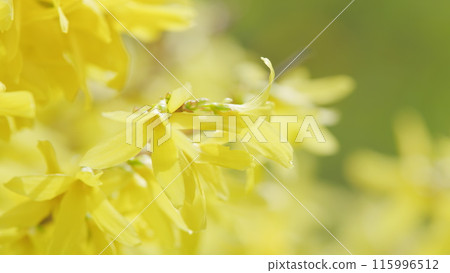 Blossoming yellow flowers of forsythia in spring garden Forsythia is a genus of shrubs and small trees of olive family. Shallow depth of field. 115996512
