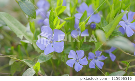 Vinca minor or periwinkle flower in the meadow sways in the wind. Common periwinkle or creeping myrtle. Selective focus. Vinca minor or periwinkle flower in the meadow sways in the wind. Common periwinkle or creeping myrtle. Selective focus. 115996516