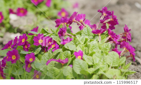 Background of flowers. Beautiful of spring primroses flowers or primula polyanthus or perennial primrose, with green leaves. 115996517