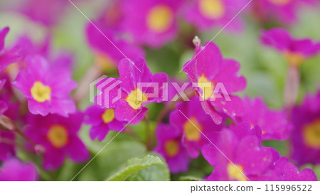 Beautiful little purple flowers. Blurred natural background at spring or summer season. 115996522