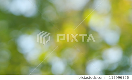 Beautiful blurry green nature bokeh background. Green light bokeh nature background. Out of focus. Beautiful blurry green nature bokeh background. Green light bokeh nature background. Out of focus. 115996536