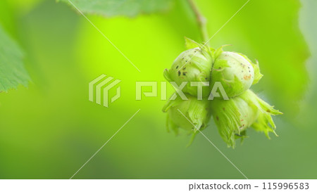 Hazelnut. The fruit of the hazelnut on the branch. Hazelnuts ripen on a tree branch in farm garden with sunbeams. Slow motion. Hazelnut. The fruit of the hazelnut on the branch. Hazelnuts ripen on a tree branch in farm garden with sunbeams. Slow motion. 115996583