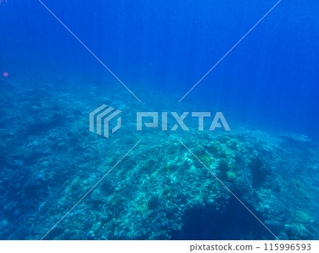 小笠原群島/父島海底風光 115996593