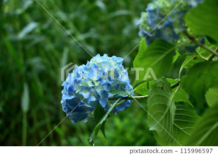 Hydrangea flower Hydrangea flower 115996597