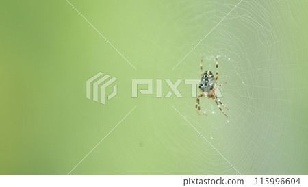 Brown cross spider hanging in center of orb web in forest. Close up. Brown cross spider hanging in center of orb web in forest. Close up. 115996604