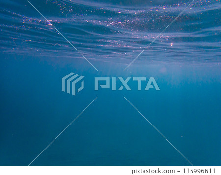 小笠原群島/父島海底風光 115996611