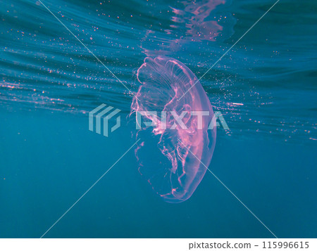 Underwater scenery of Chichijima, Ogasawara Islands Underwater scenery of Chichijima, Ogasawara Islands 115996615