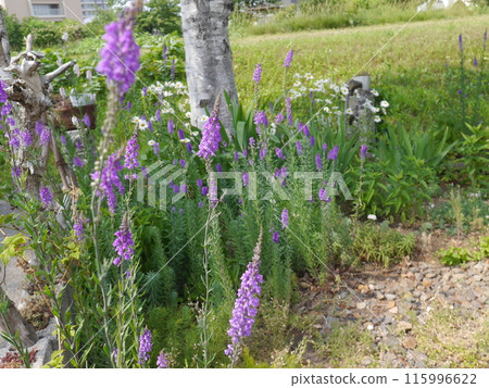 有盛開的柳穿魚的花園 有盛開的柳穿魚的花園 115996622