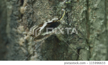 Purple emperor. Butterfly Amur Purple or Apatura iris amurensis on the tree bark. Butterfly on tree trunk in summer forest. Close up. 115996633