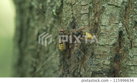 Hornet on a wooden bark. European hornet on bark of a tree. Close up. 115996634