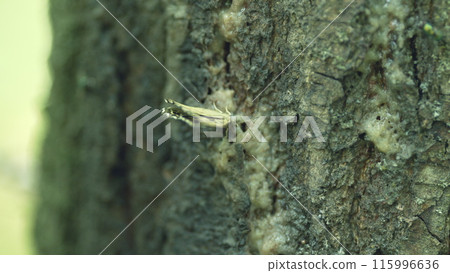 Pretty. Butterfly on the tree bark. Butterfly on tree trunk in summer forest. Close up. Pretty. Butterfly on the tree bark. Butterfly on tree trunk in summer forest. Close up. 115996636