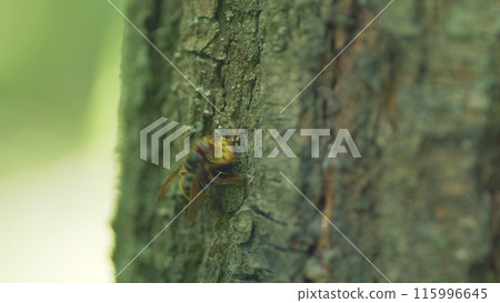 European hornet or vespa crabro on wooden bark of tree. Hornets communicate in the wild nature. Close up. 115996645
