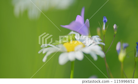 Chamomile swaying in the wind. Snow-white blooming daisies stir in the wind. Close up. 115996652