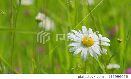 Wild flowers. Endless field of daisies. Chamomile and clover flowers in a meadow. Slow motion. 115996656
