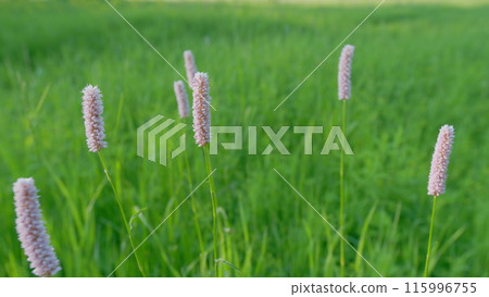 Botanical collection, young green leaves and pink flowers of medicinal plants bistorta officinalis. Europe. Static. Botanical collection, young green leaves and pink flowers of medicinal plants bistorta officinalis. Europe. Static. 115996755
