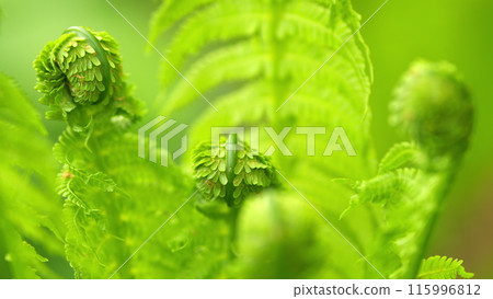 Young fern in the forest. Young green fern leaves lit by the sun in the woods. Rack focus. 115996812