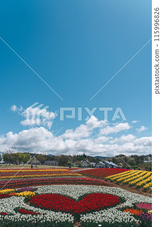 Heart and colorful tulip fields 115996826