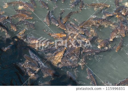 鯉魚餌上誘餌 鯉魚餌上誘餌 115996831