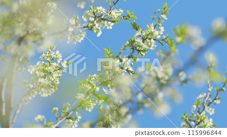 Beautiful nature scene with blooming tree. Beautiful white blooming cherry tree. Slow motion. 115996844
