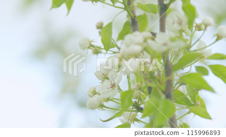 Pear blossoms in spring. Lots of white flowers in sunlight spring sunny day. Close up. Pear blossoms in spring. Lots of white flowers in sunlight spring sunny day. Close up. 115996893