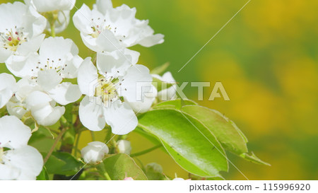 Sakura or pear blossom flower full bloom. White flowers in the spring garden. Close up. 115996920