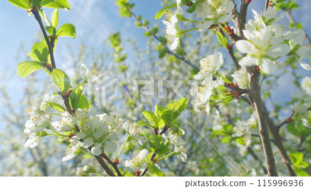White flowers of on a cherry tree. Cherry blossom flowers in full bloom during spring. Close up. 115996936