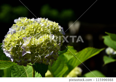 Hydrangea flower Hydrangea flower 115996988