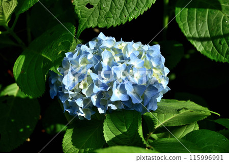 繡球花 115996991