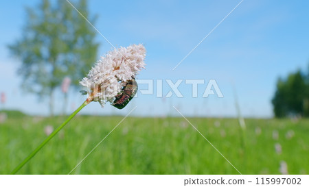 Flowers of european bistort, bistorta officinalis. Flower chafer. Slow motion. Flowers of european bistort, bistorta officinalis. Flower chafer. Slow motion. 115997002