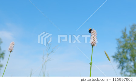 Bumblebee collects pollen. Flowers of european bistort, bistorta officinalis. Europe. Slow motion. Bumblebee collects pollen. Flowers of european bistort, bistorta officinalis. Europe. Slow motion. 115997003