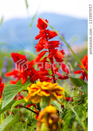 Flower bed with salvia flowers Flower bed with salvia flowers 115997057