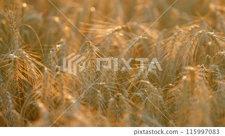 Golden ears of wheat sway in wind in farm field. Agriculture, farming and rich harvest concept. Bokeh. Golden ears of wheat sway in wind in farm field. Agriculture, farming and rich harvest concept. Bokeh. 115997083