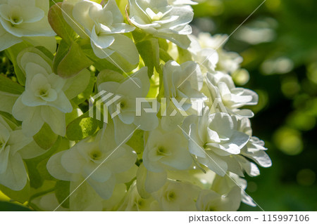 White Kashiba Hydrangea 115997106